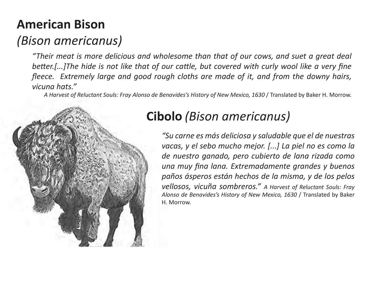 10 inches by 8 inches metal exhibit sign. Giclee printed aluminum markers staked into ground along upper sidewalk (high road) next to the school and playground. Image of an American Bison to the left of text in English.
