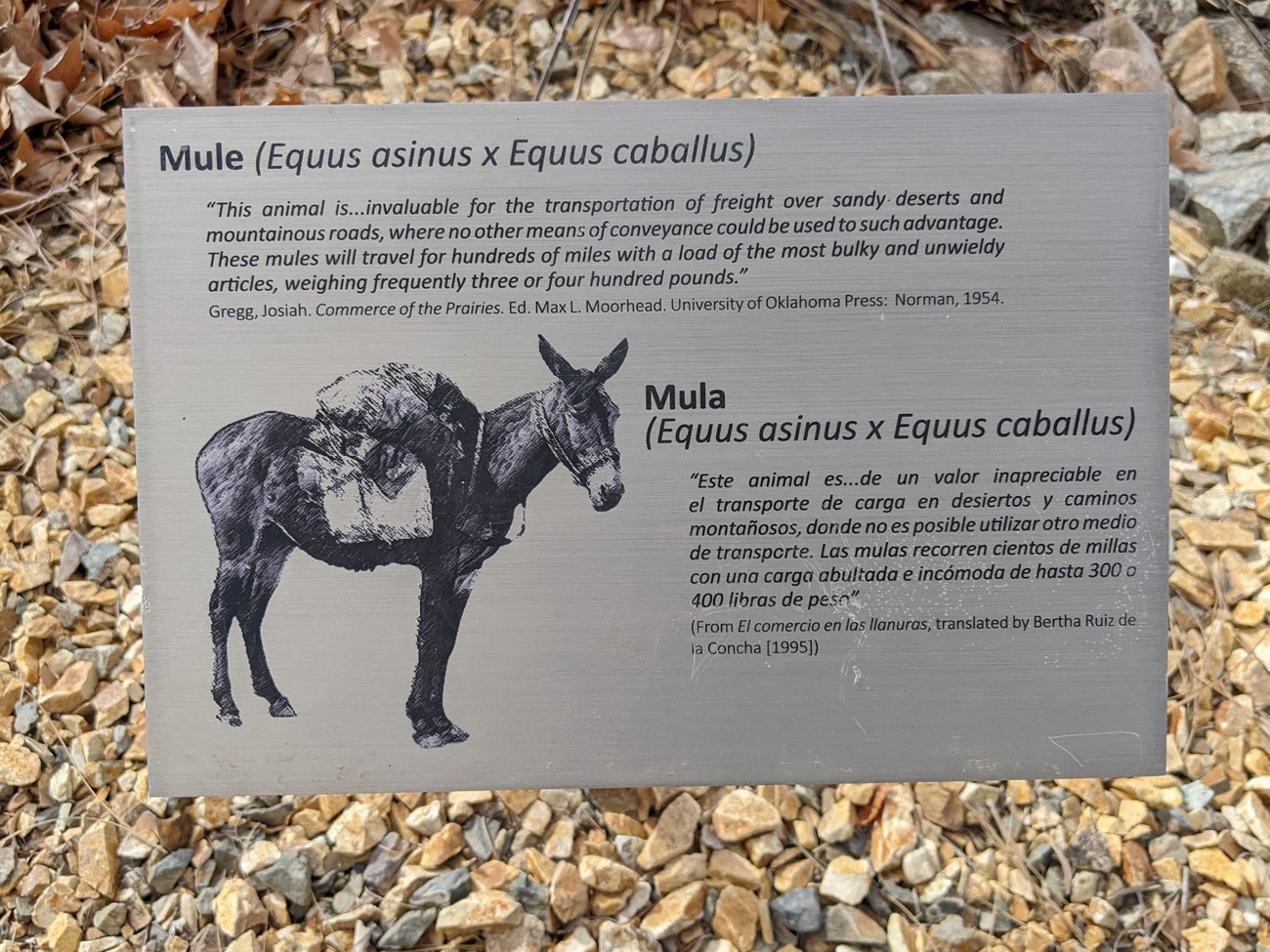 Image of a mule on a 10 inch by 8 inch metal exhibit sign. Giclee printed aluminum markers staked into ground along upper sidewalk (high road) next to the school and playground.