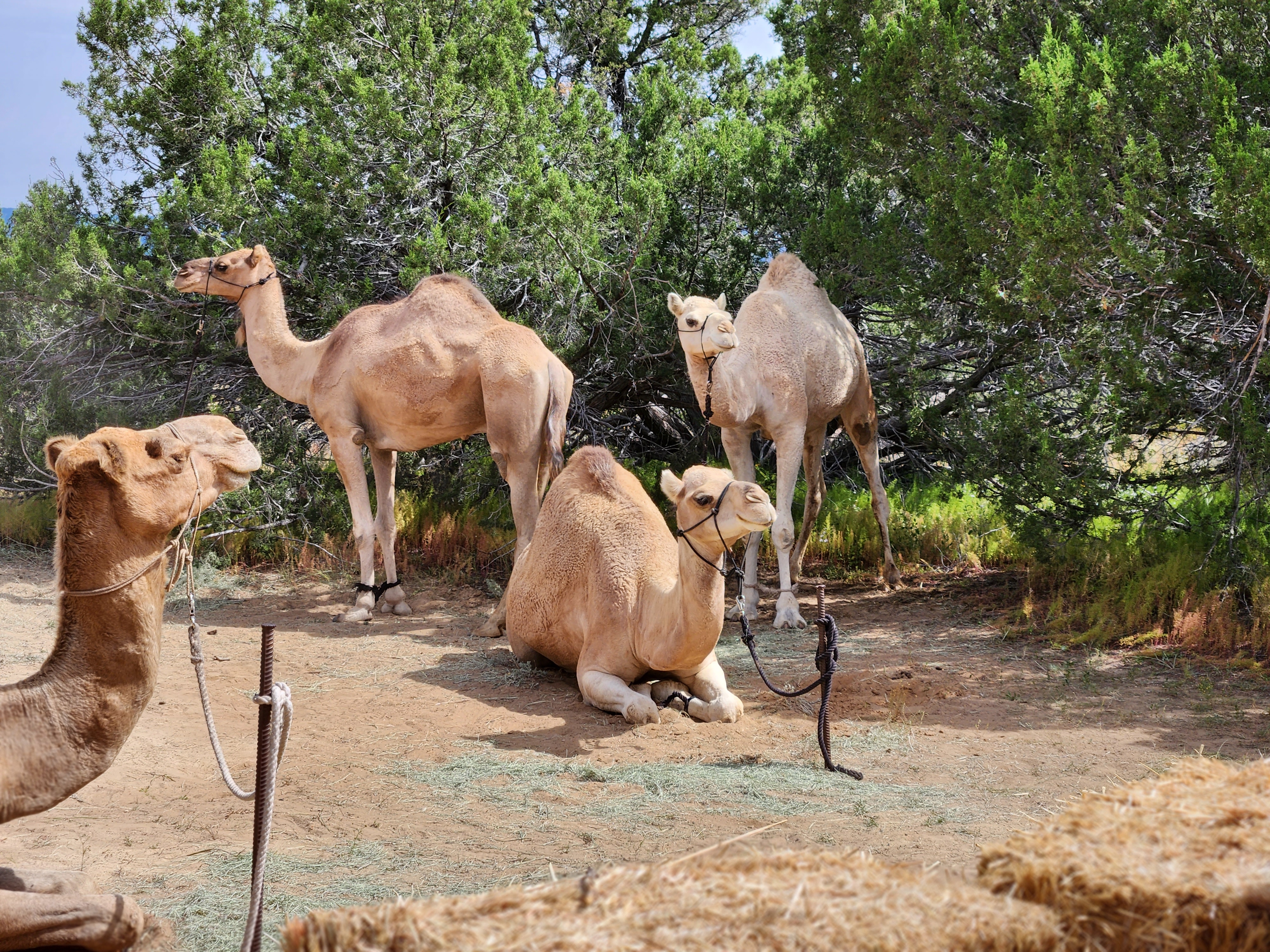 Two standing and two sitting camels outdoors at El Morro