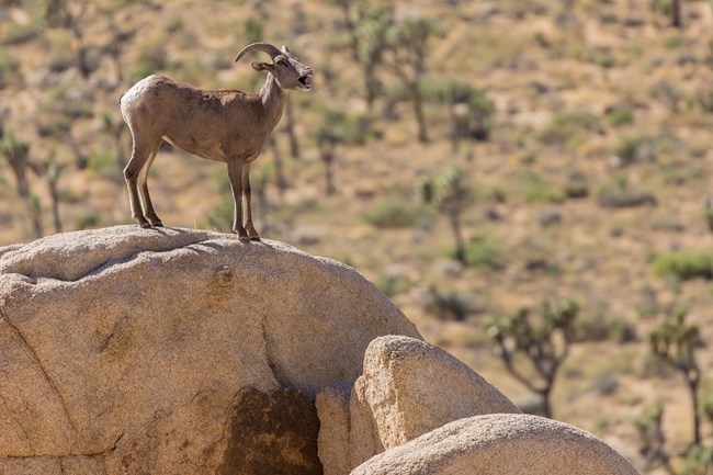Una oveja de cimarrón desértica en cima de una roca.