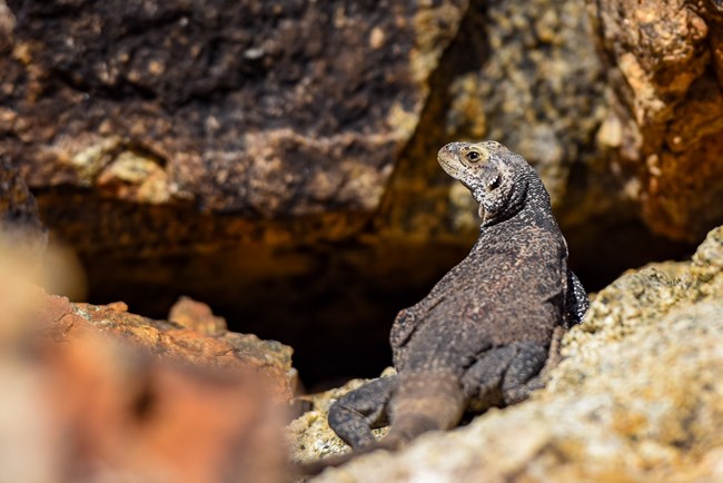 Una lagartija chuckwalla en cima de una roca mirando para atras.