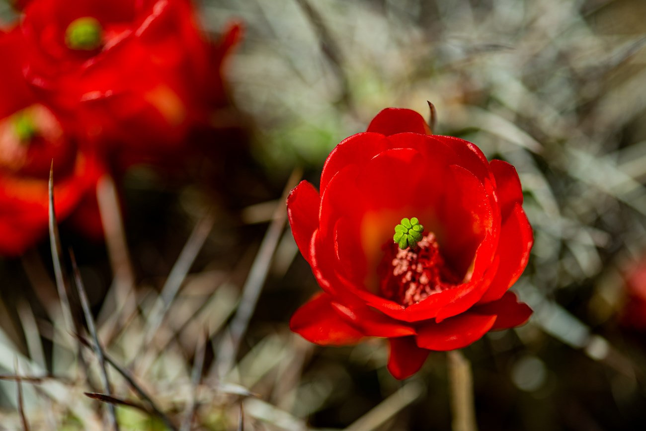 Una flor roja de un cactus del desierto.