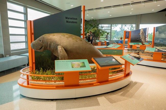 A diorama of a large manatee inside the Guy Bradley Visitor Center with water views from the winidow. Visible text reads "Marvelous Manatees" at top of exhibit and "Florida Bay's Beloved Gentle Giants" on one panel.