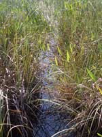 Sawgrass Prairie - Everglades National Park (U.S. National Park Service)