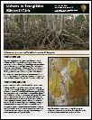 Lichens in Everglades Fact Sheet Thumbnail