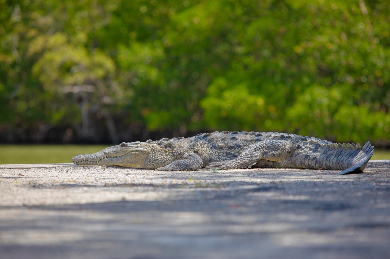 CROCODILE SURVEYS