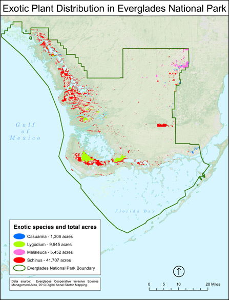 Exotic Vegetation Management Program - Everglades National Park (U.S ...