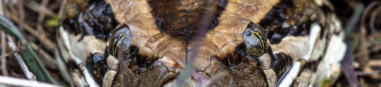 EVER_BURMESE PYTHONS-6