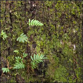 Barking Up A Tree Photography Exhibit Everglades National Park U S National Park Service