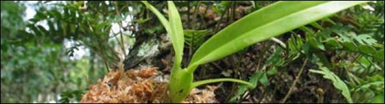 Brassia caudata outplanting