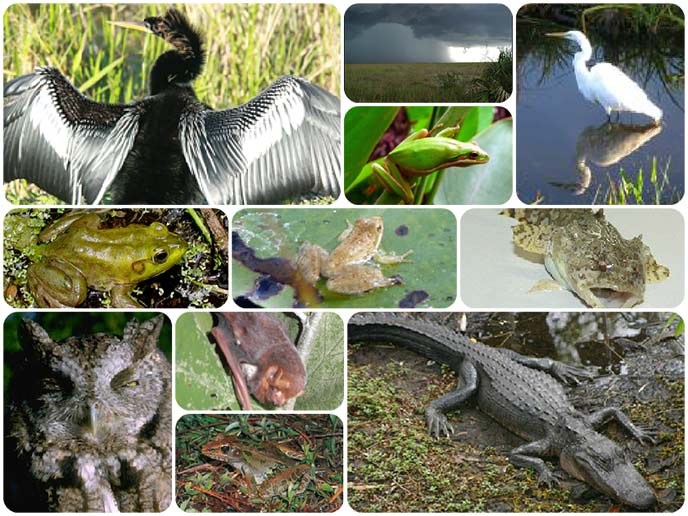 Various sources of sound in the Everglades