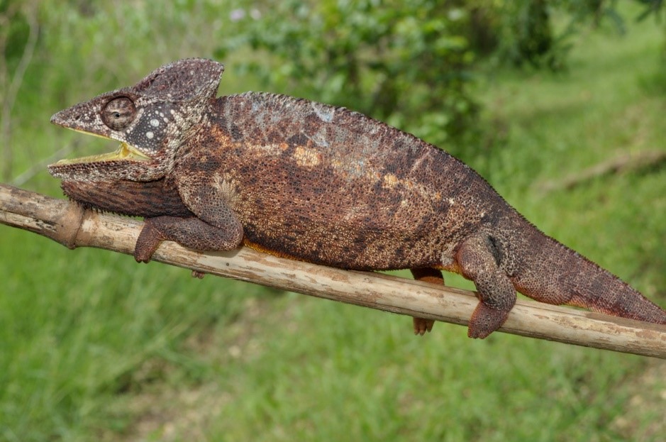 Looking for Invasive Species in South Florida (U.S. National Park Service)