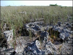 Grasses growing on limestone bedrock in the East Everglades