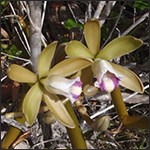 Flowering wormvine orchid