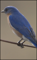 WEC442/UW487: Wildlife of Florida Fact Sheet: Eastern Bluebird