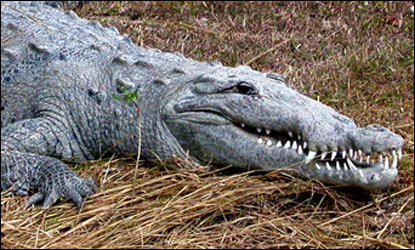 crocodile vs alligator everglades