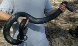 eastern indigo snake price