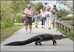 Animals - Everglades National Park (U.S. National Park