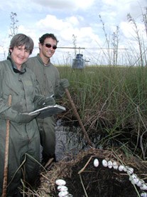 Researchers Conducting an Alligator Nest Survey