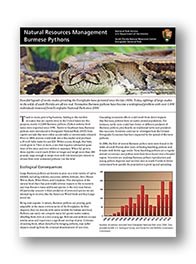 burmese pythons python research fact everglades sheet thumbnail national park nps gov nature learn ever