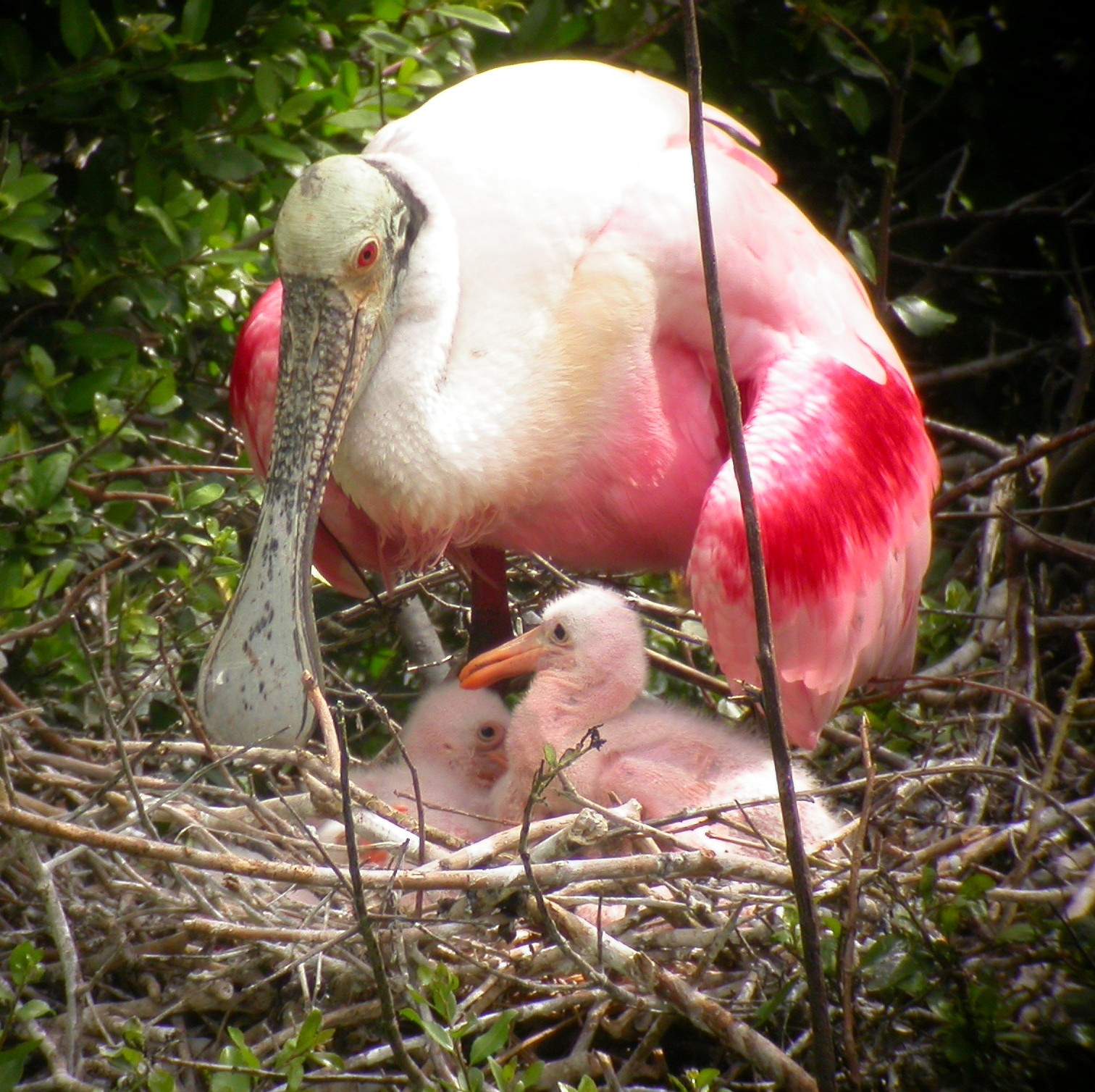 Roseate_Spoonbills - Photo Courtesy of Brennan Mulrooney (2)