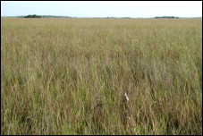 Everglades Habitat Images - Everglades National Park (U.S. National ...