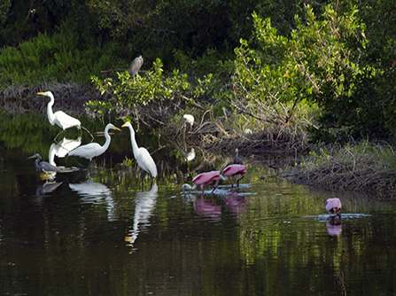 Bird Watching Spots - Everglades National Park (U.S 