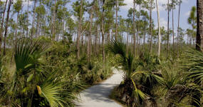 Pineland Trail