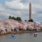 Paddle boats on the Tidal Basin