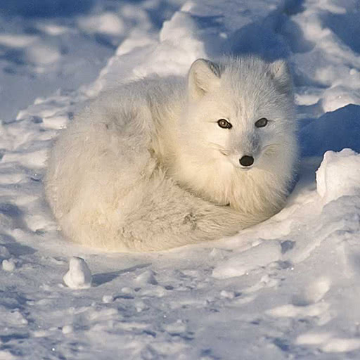 An arctic fox is nestled in the snow.