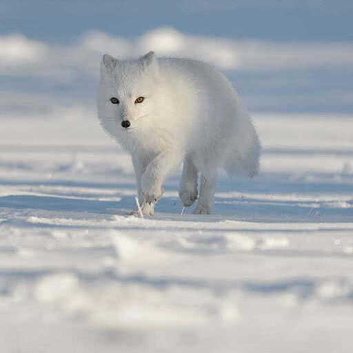 An arctic fox runs across the snowy landscape.