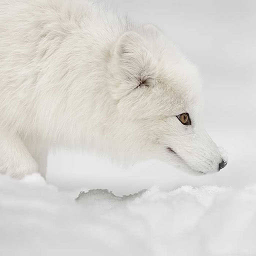 An Arctic Fox in its winter coat stands motionless while listening and watching for prey moving under the snow.