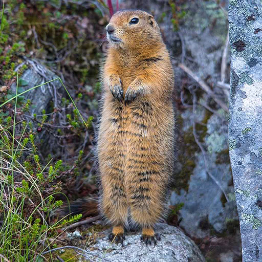 A closeup image of a squirrel standing on its hind legs with its belly facing the camera
