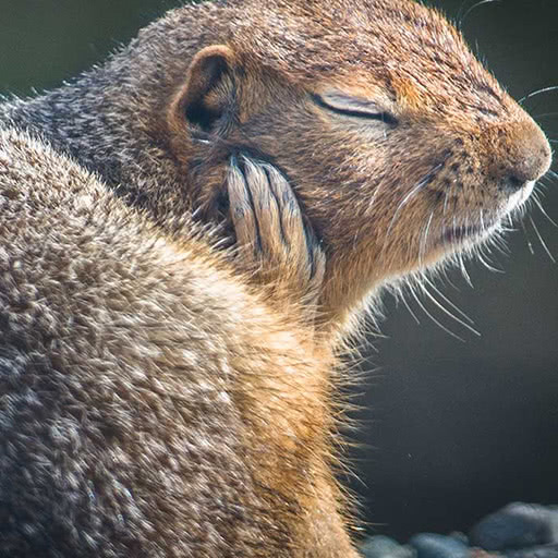 A squirrel has its claw resting on the side of its face.  the squirrel's eyes are closed