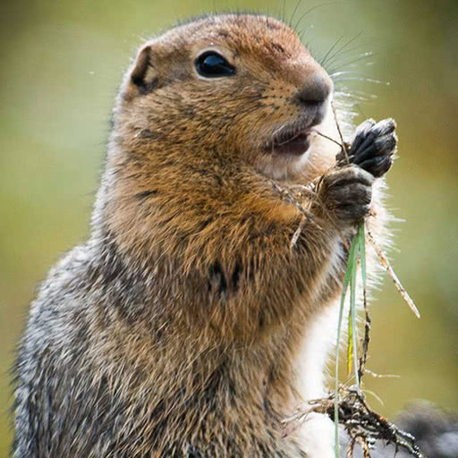 A closeup of a squirrel eating grasses