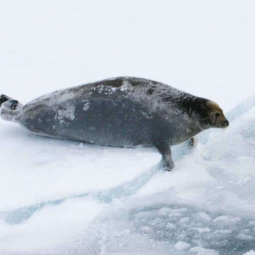 A bearded seal rests on the edge of the ice.
