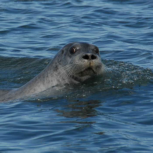 A bearded seal looks in our direction as it swims away.