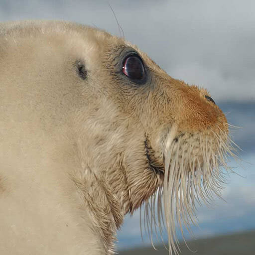 A bearded seal looks away from us.