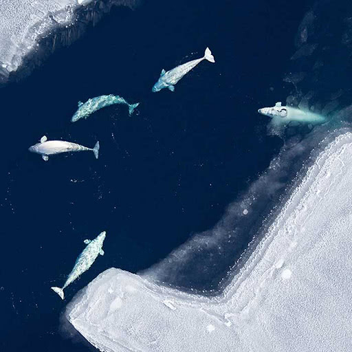 From above, a pod of beluga whales swim between large pieces of ice.