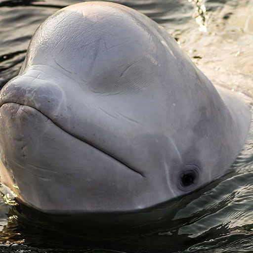 A beluga whale pokes its head out of the water.