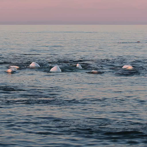 A pod of beluga whales swim towards the sunset.