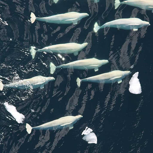 From above, a pod of beluga whales swim in the ocean.