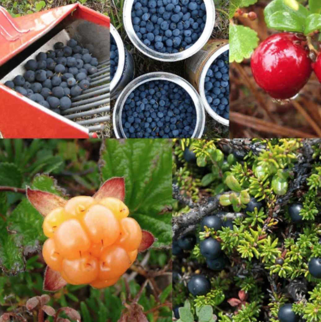 A red berry rake holds many blueberries. 
Two cranberries hang from a berry bush.
From above, three large tin cans are filled 
with blueberries. 
Tiny crowberries are nestled between branches and vegetation. 
Portrait of a plump salmon berry.