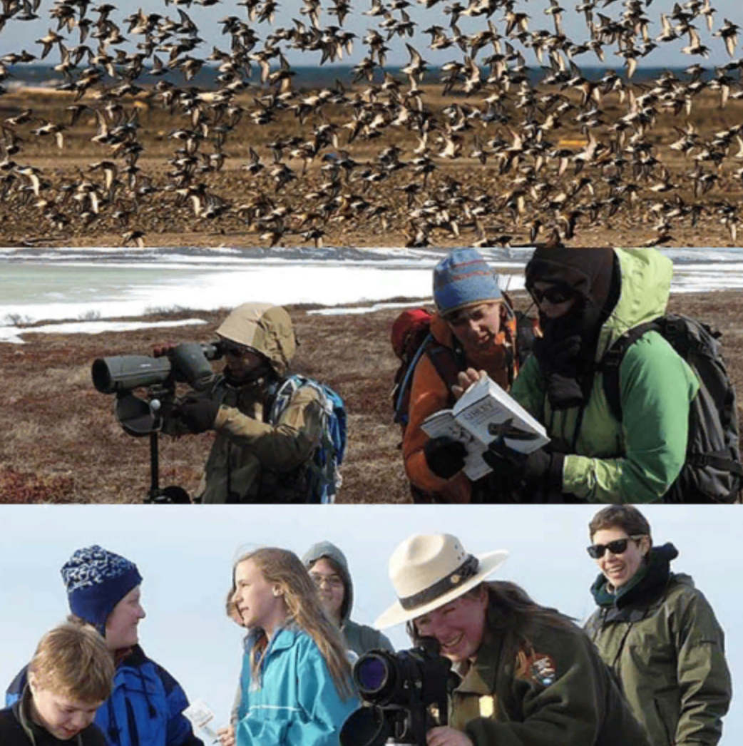 A large group of birds take flight.
A woman looks through a spotting scope, while two 
other women look at a guide book.
A park ranger sets up a scope for a group of young birders.