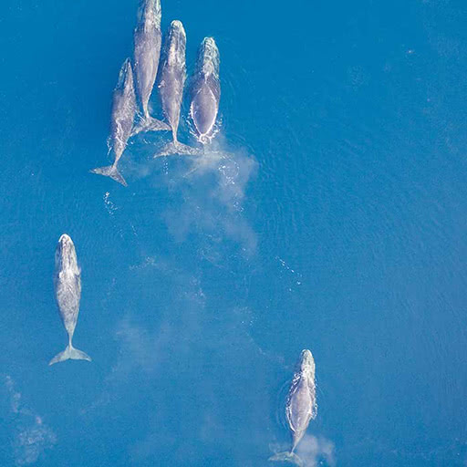 From above, a pod of bowhead whales swim in icy waters.
