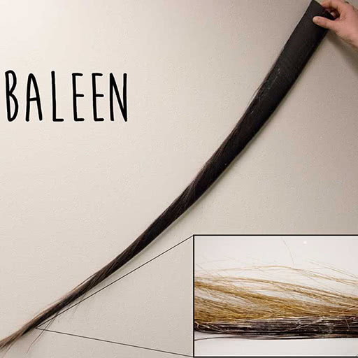 An out stretched arm holds a single plate of baleen with a magnified inset.