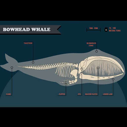 Illustration of bowhead whale detailing its skeletal anatomy.