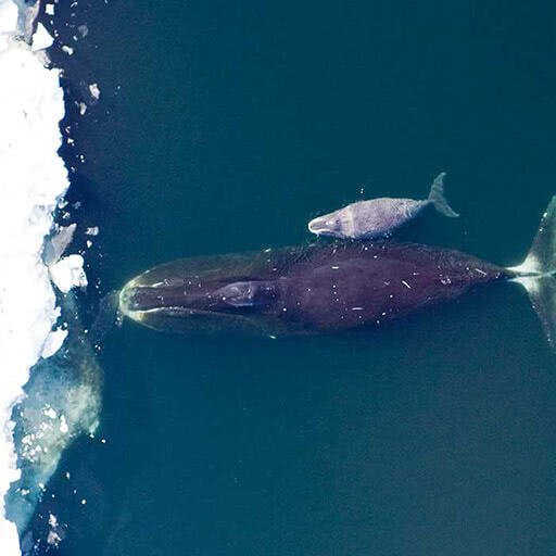 From above, a bowhead and her calf swim in icy waters.