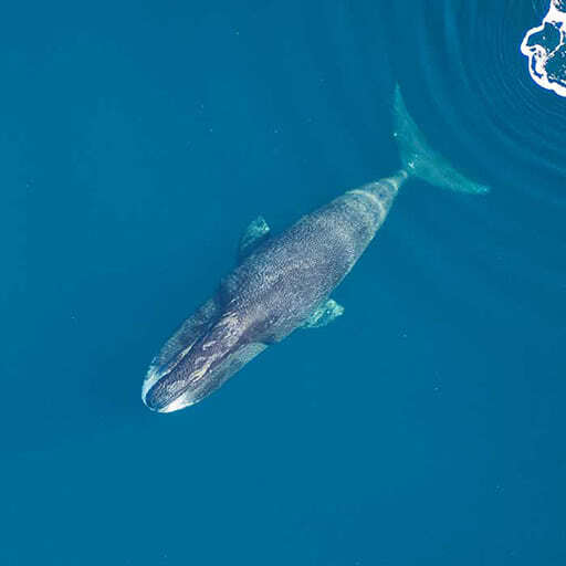 From above, a bowhead whale swims close to the water's surface.