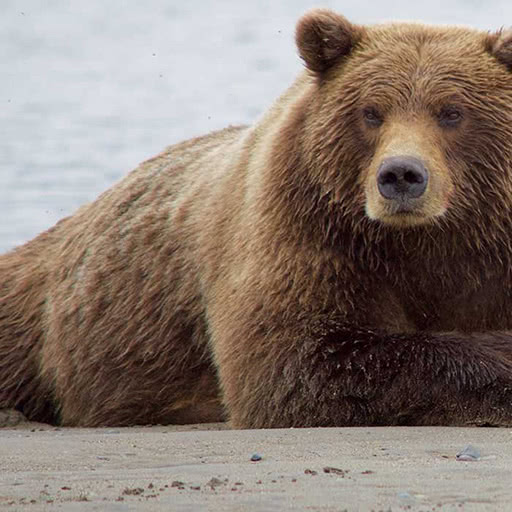 A brown bear rests on a sandy beach.